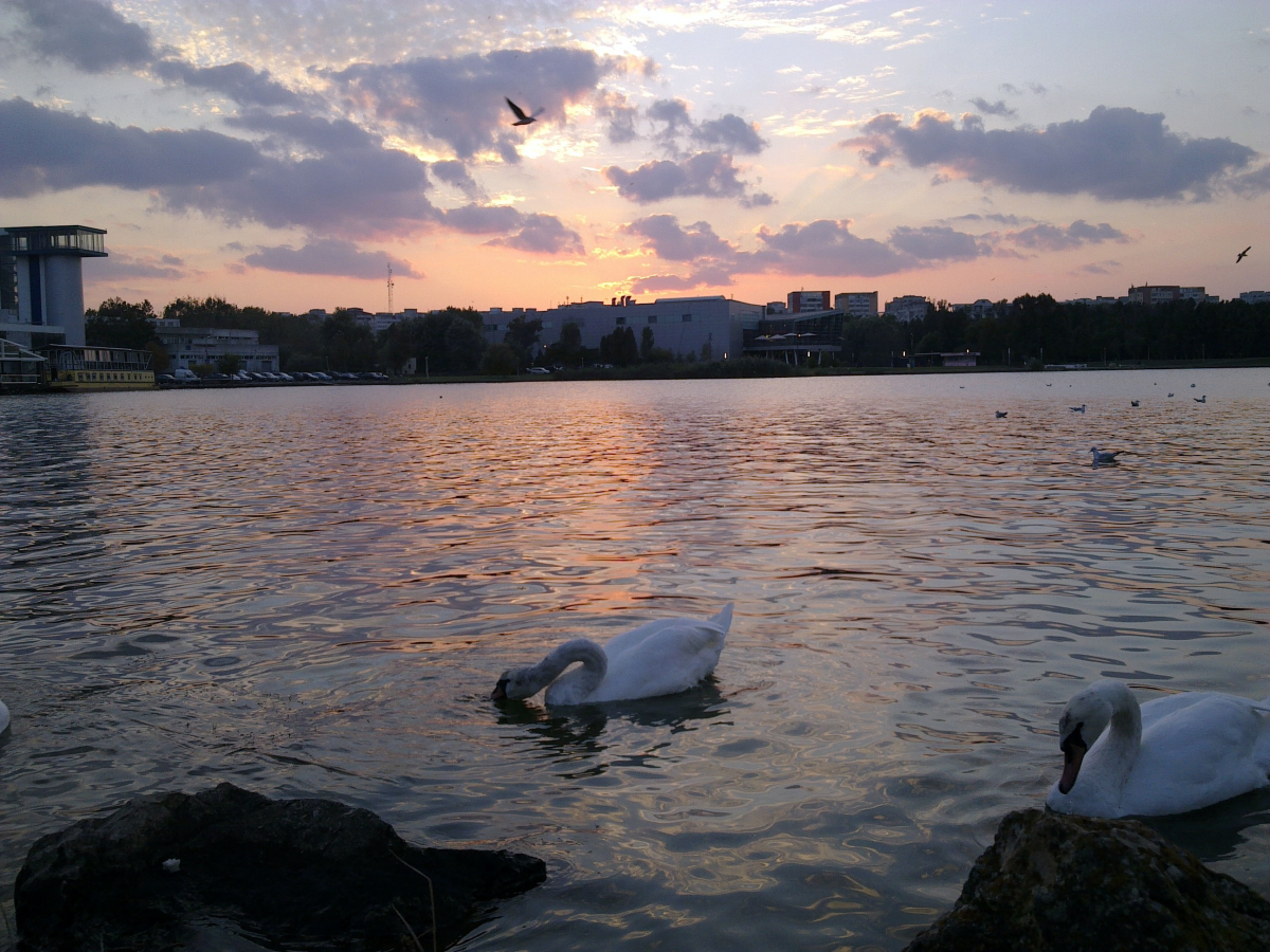 swans-sunset.jpg